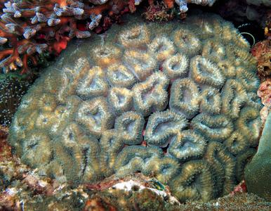 CotW: Lobophyllia dentatus