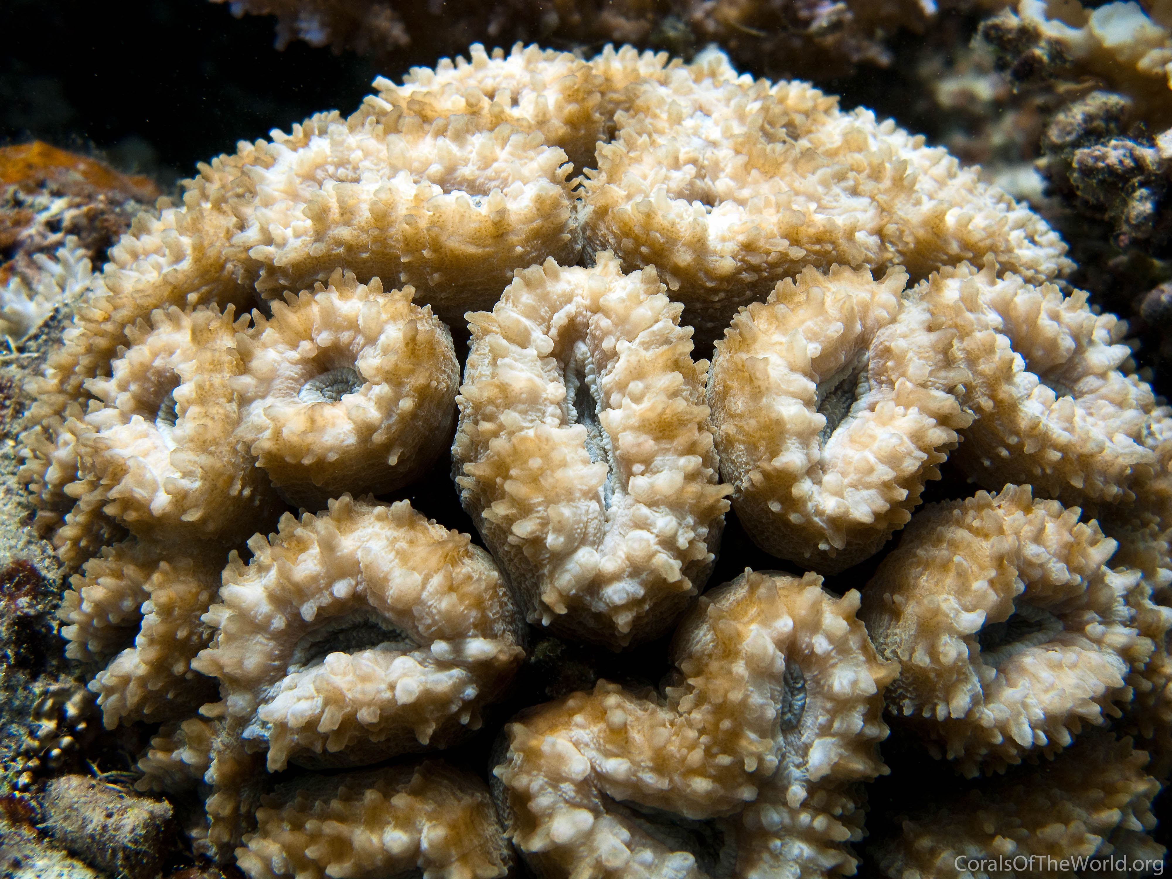 Lobophyllia diminuta