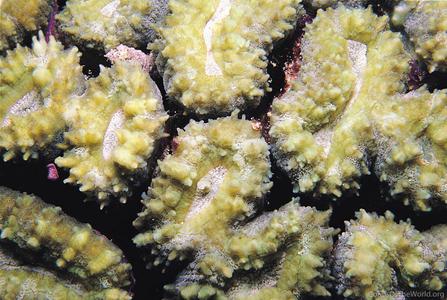 CotW: Lobophyllia diminuta