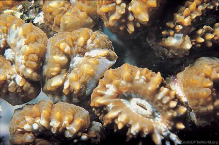CotW: Lobophyllia diminuta