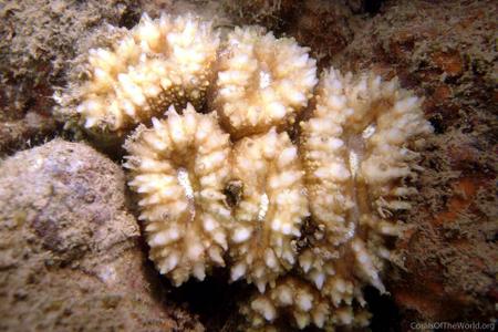 CotW: Lobophyllia diminuta