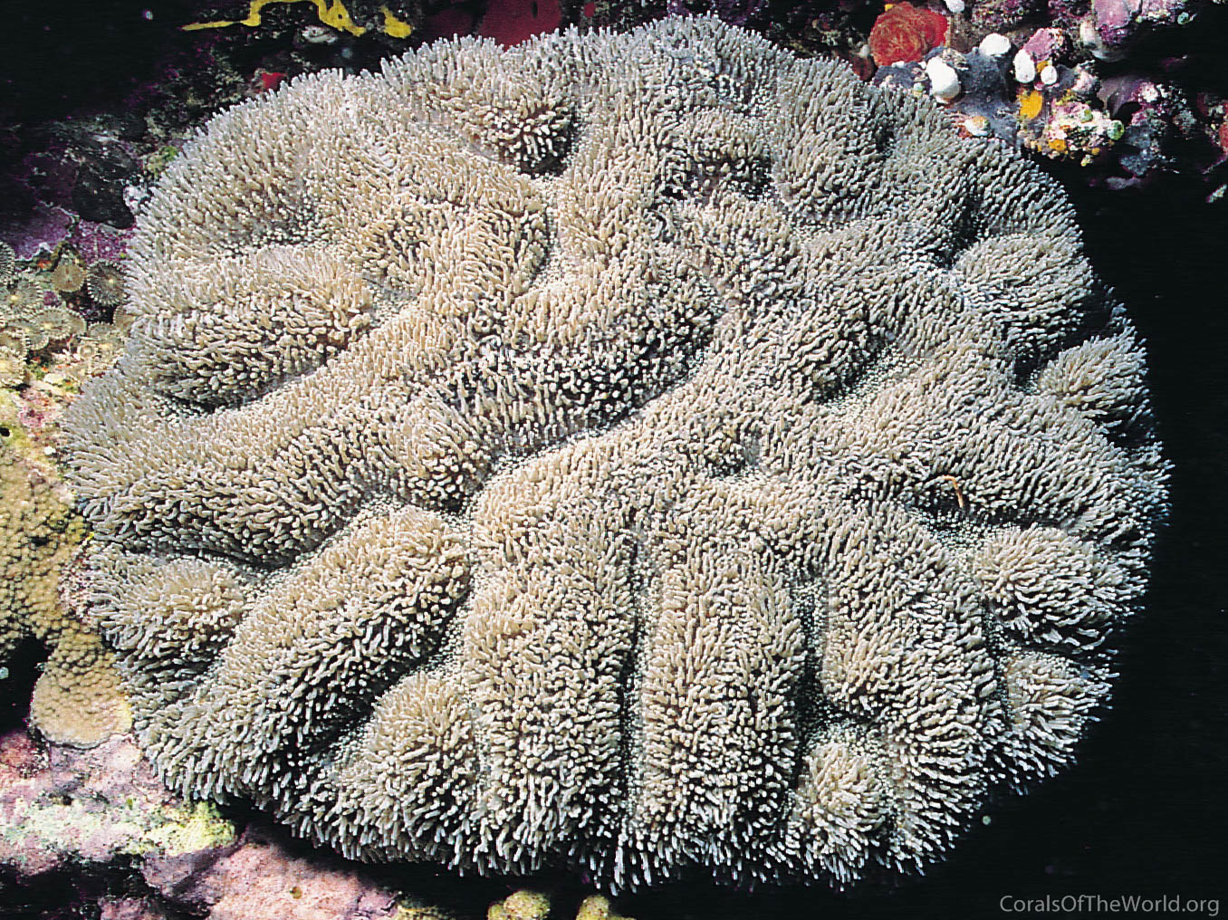 Lobophyllia flabelliformis