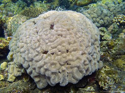 CotW preview: Lobophyllia flabelliformis