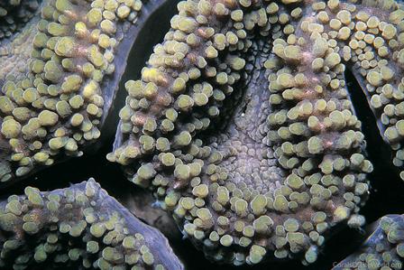 CotW: Lobophyllia flabelliformis