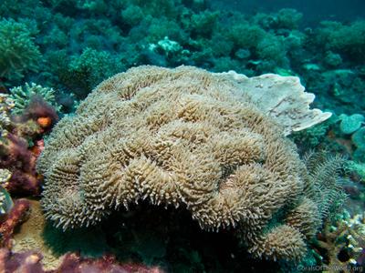 CotW: Lobophyllia flabelliformis