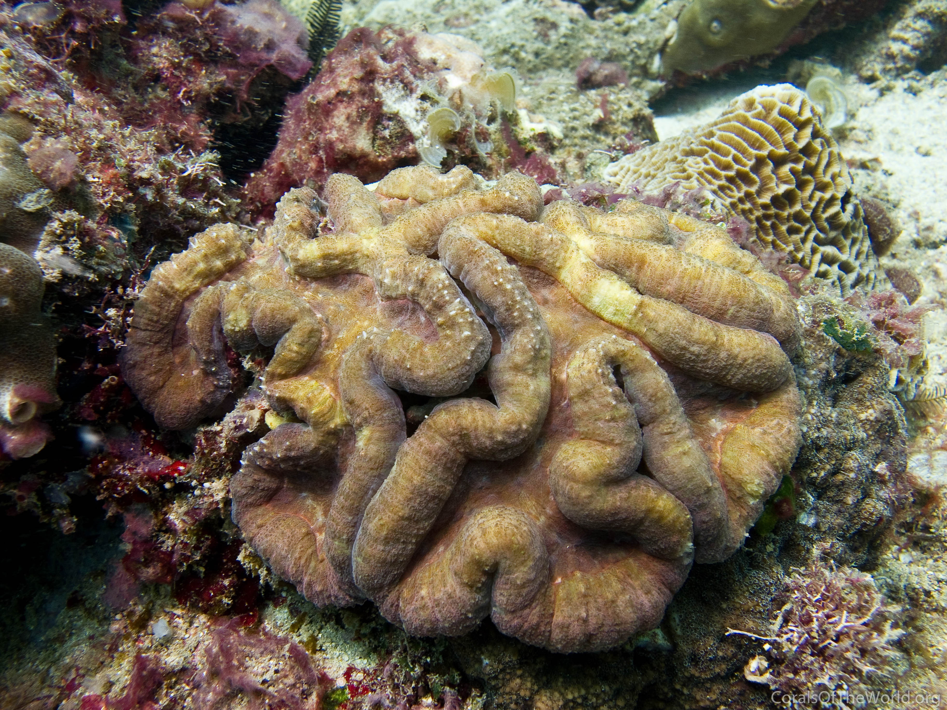 Lobophyllia hataii