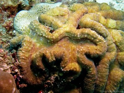 CotW: Lobophyllia hataii