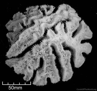 CotW: Lobophyllia hataii