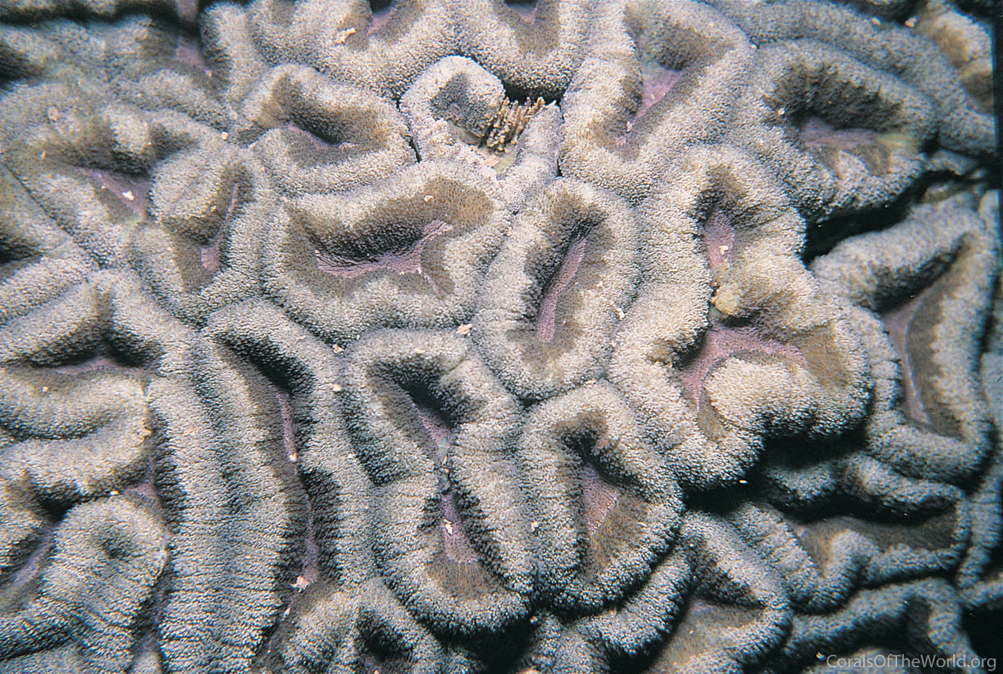 Lobophyllia hemprichii