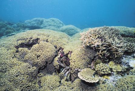 CotW: Lobophyllia hemprichii