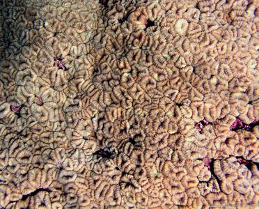 CotW: Lobophyllia hemprichii