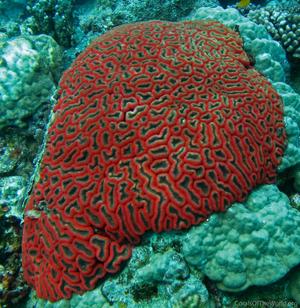 CotW: Lobophyllia hemprichii