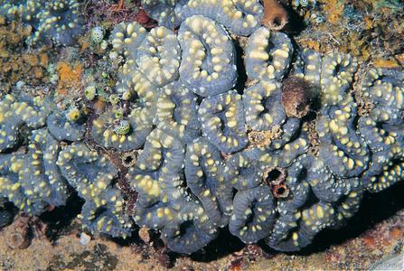 CotW preview: Lobophyllia pachysepta
