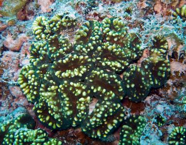 CotW: Lobophyllia pachysepta