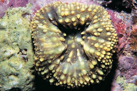 CotW: Lobophyllia pachysepta