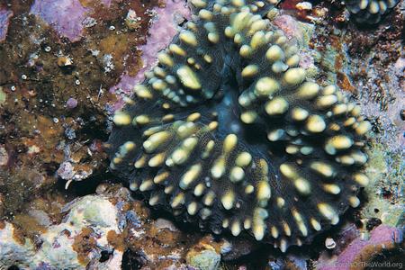 CotW: Lobophyllia pachysepta