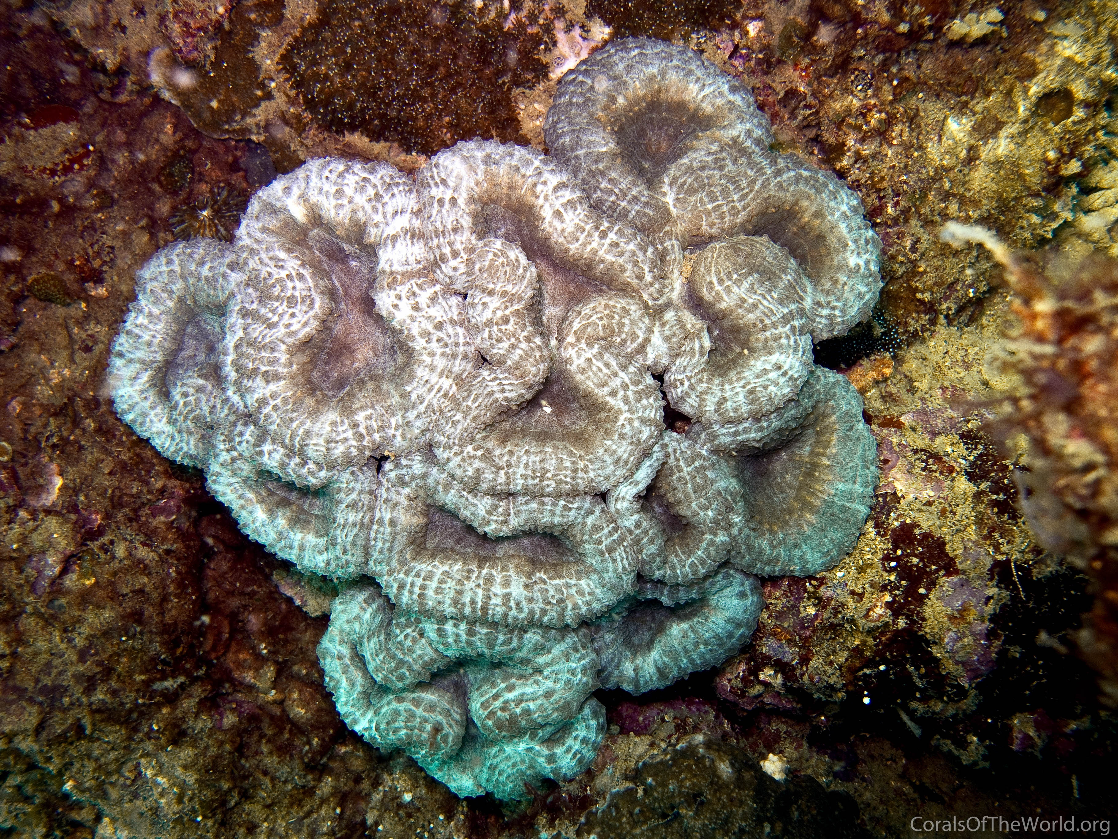 Lobophyllia robusta