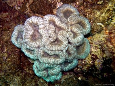 CotW preview: Lobophyllia robusta