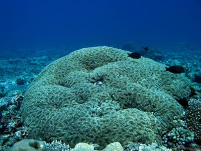 CotW preview: Lobophyllia robusta