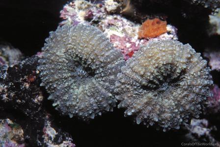 CotW: Lobophyllia robusta