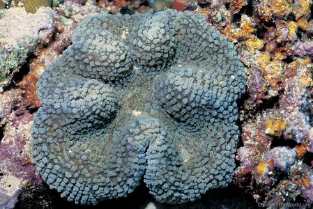 CotW: Lobophyllia robusta