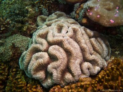 CotW: Lobophyllia robusta