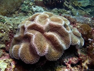 CotW preview: Lobophyllia serratus