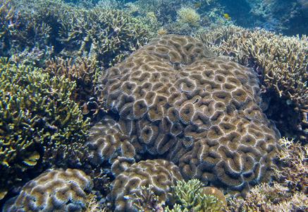 CotW: Lobophyllia serratus
