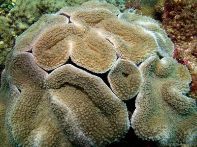 CotW: Lobophyllia serratus