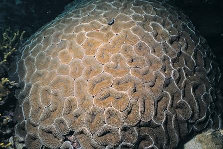CotW: Lobophyllia serratus