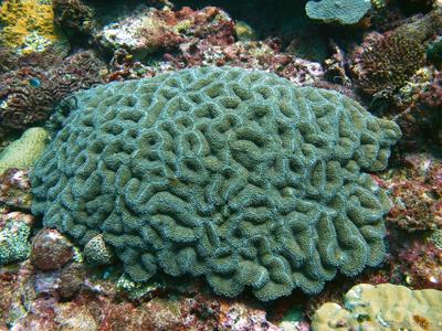 CotW: Lobophyllia serratus