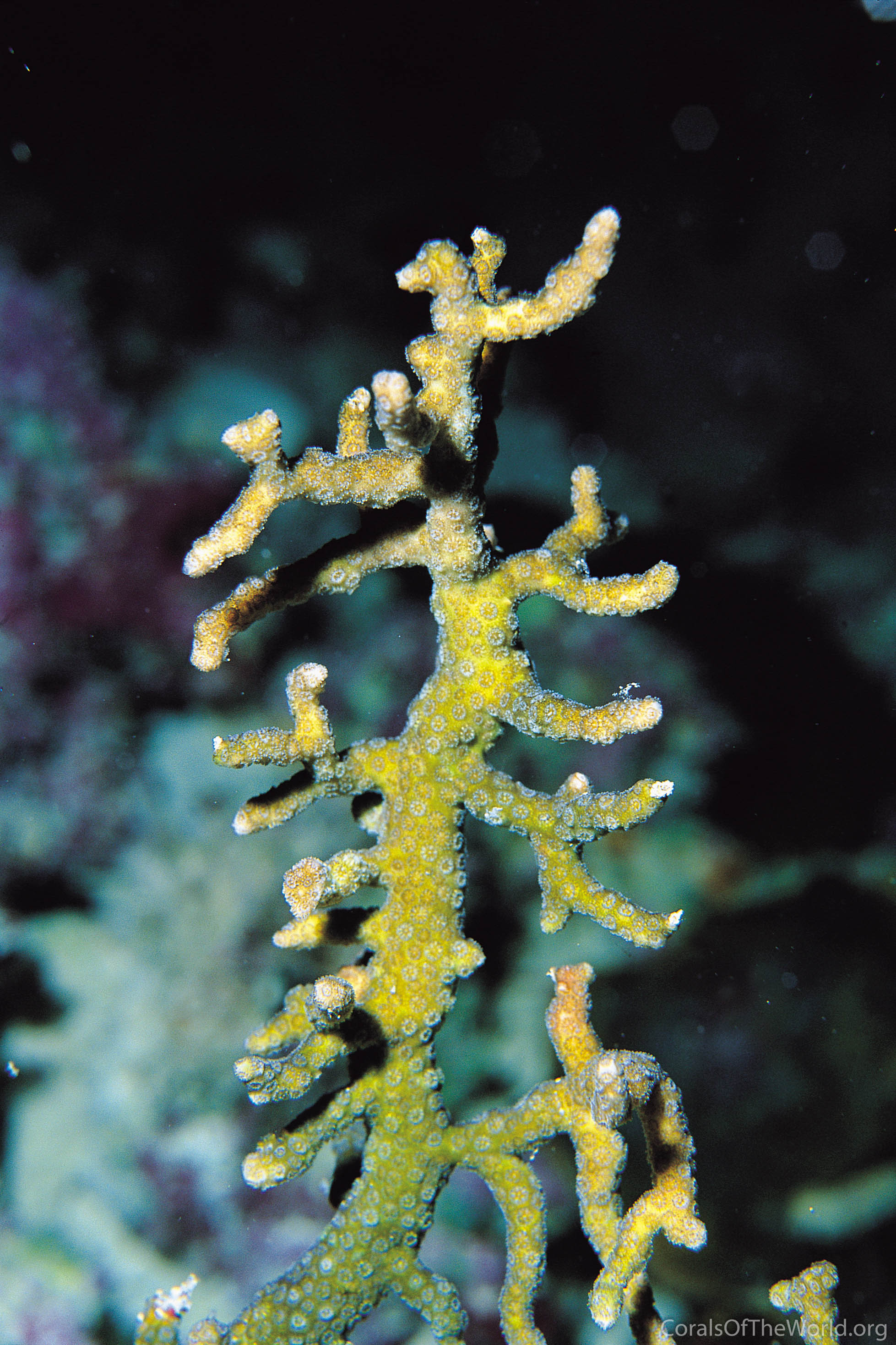 Image from Corals of the World: Madracis asanoi