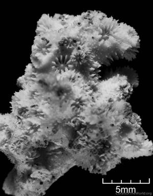CotW preview: Madracis asperula