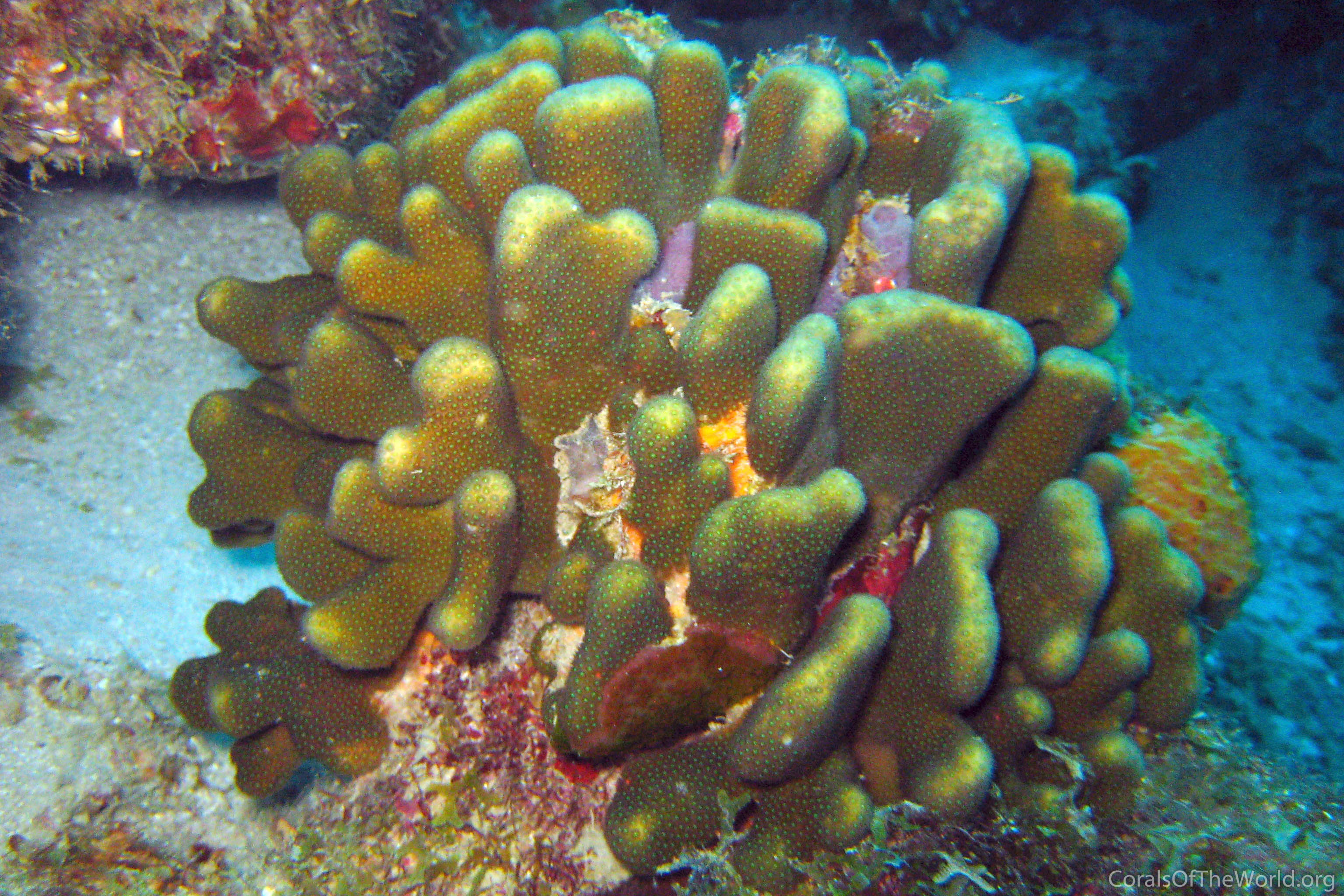 Madracis carmabi