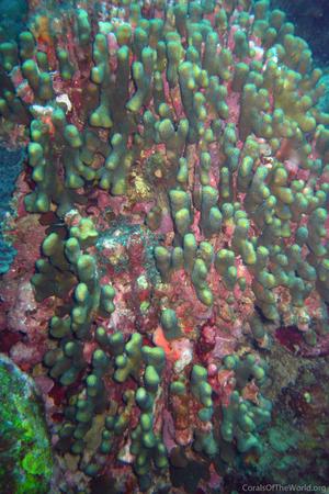 CotW: Madracis carmabi