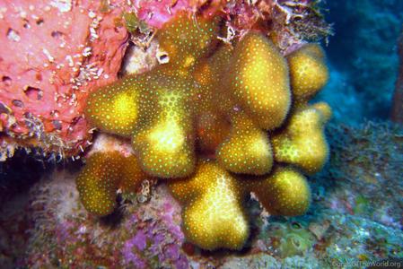 CotW: Madracis carmabi