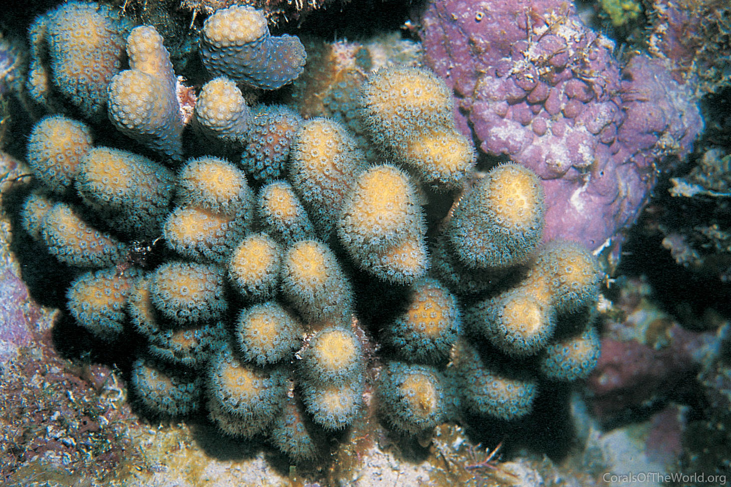 Madracis decactis