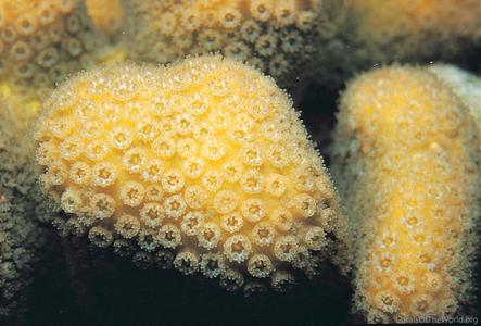 CotW: Madracis decactis