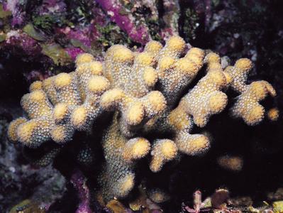 CotW: Madracis decactis