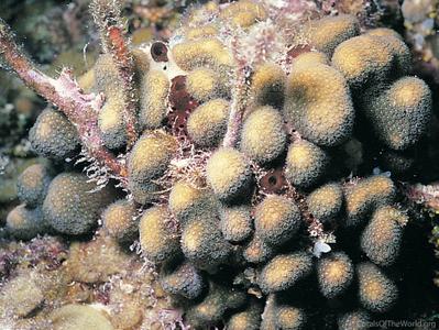 CotW: Madracis decactis