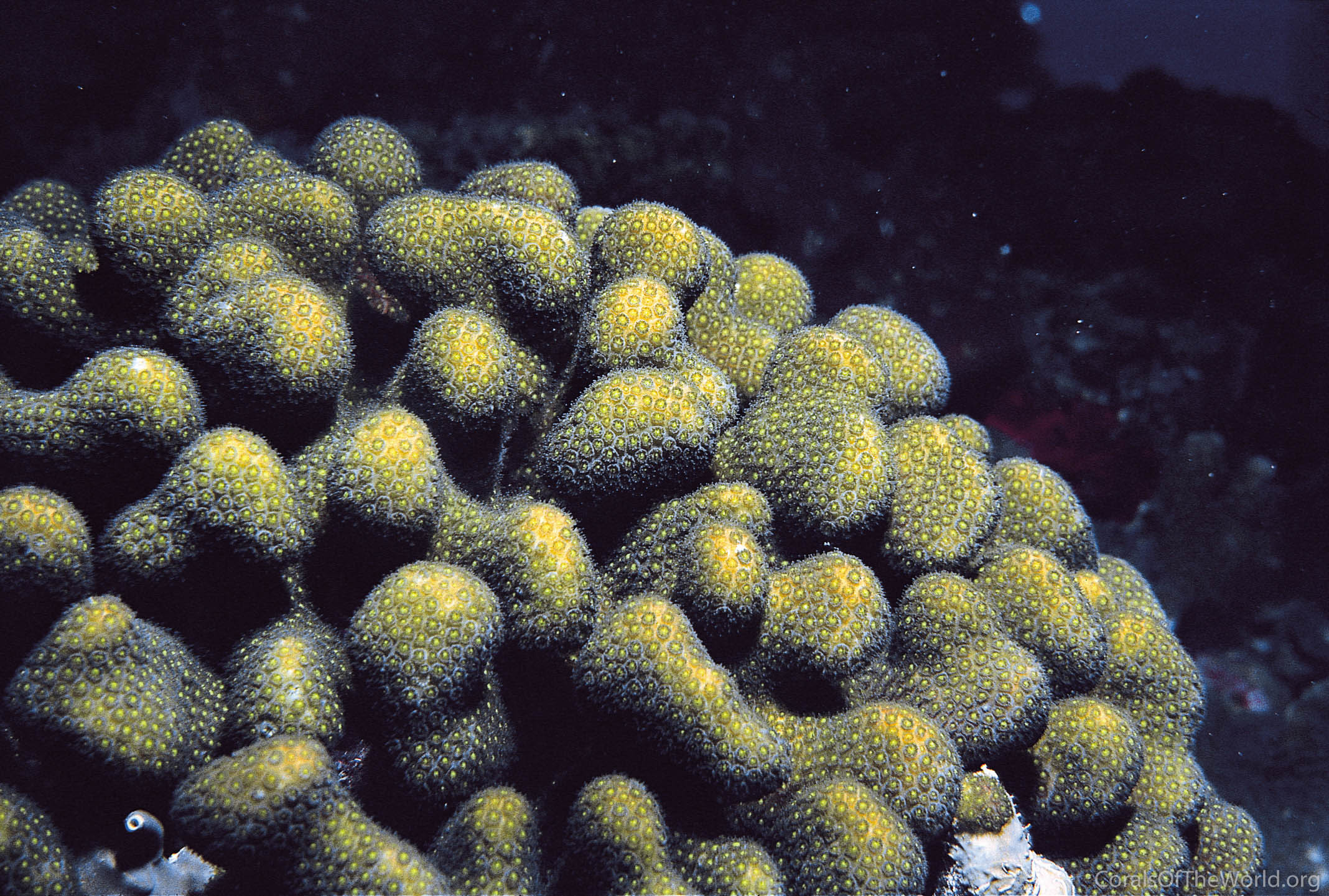 Madracis formosa