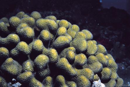 CotW preview: Madracis formosa