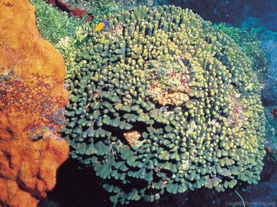 CotW preview: Madracis formosa