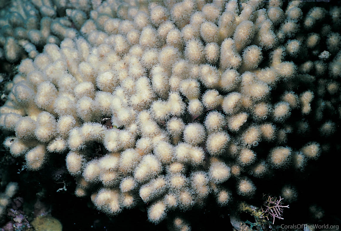 Madracis mirabilis