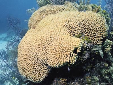 CotW preview: Madracis mirabilis