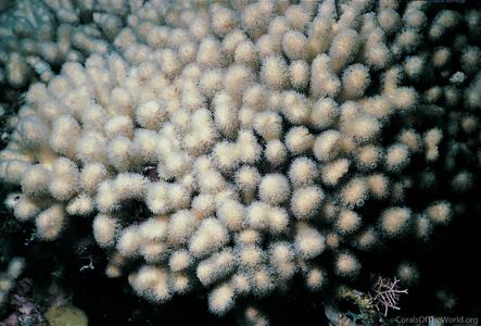 CotW: Madracis mirabilis