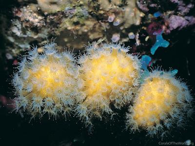 CotW: Madracis mirabilis