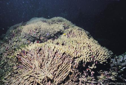 CotW: Madracis mirabilis