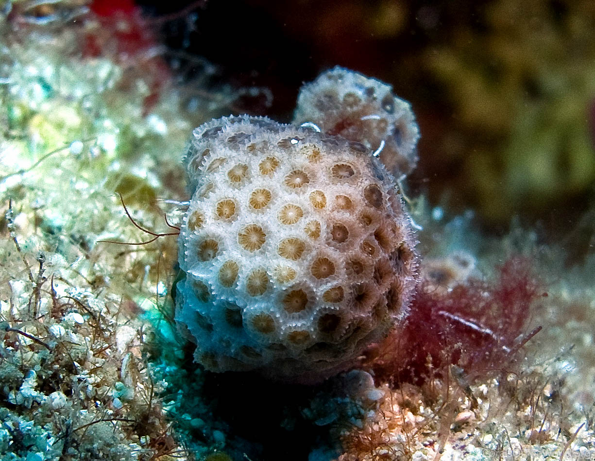 Image from Corals of the World: Madracis pharensis