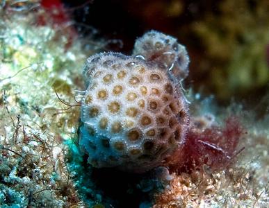 CotW preview: Madracis pharensis